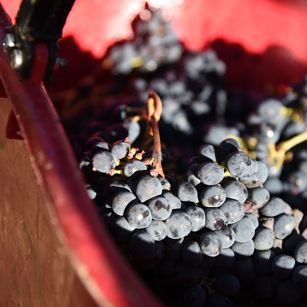 Wine tourism learning game Wine Master Chef
